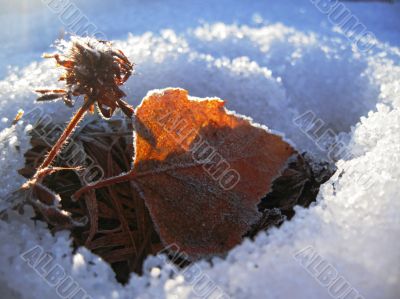 Red frozen leaf and cold winter morning