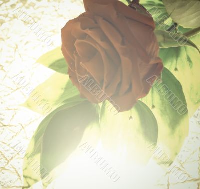 Red rose