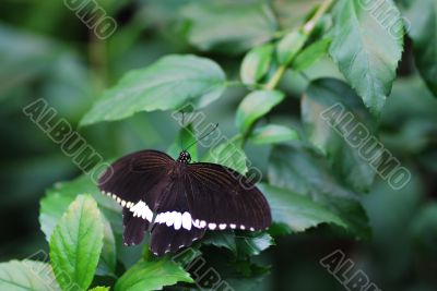 white black butterfly