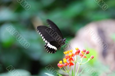 butterfly flies to bloom