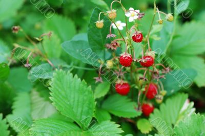 strawberries from the forest