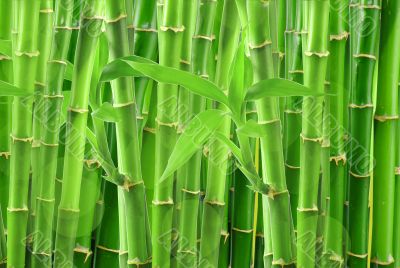 bamboo 