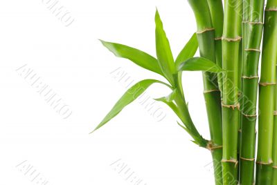 bamboo 