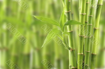 bamboo