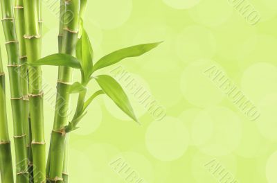bamboo