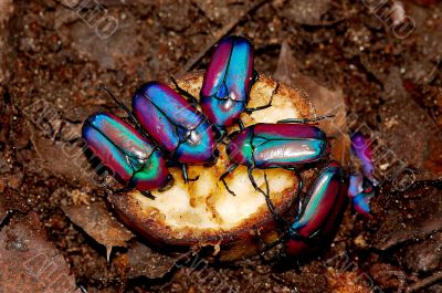 Beetles