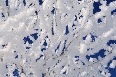 Icy Twigs Covered With Snow