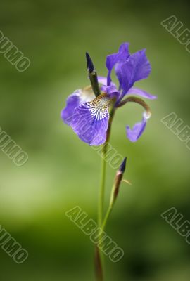 Wild Iris