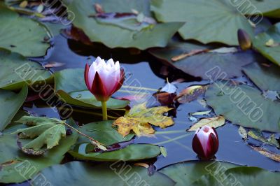 Lotuses