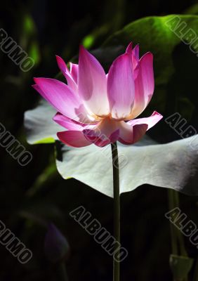 Pink water lilly