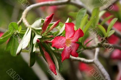 Tropical flower