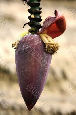 Banana during flowering