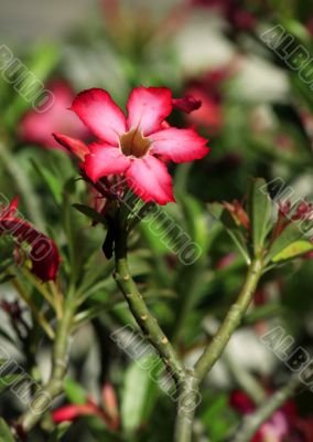 Tropical flower