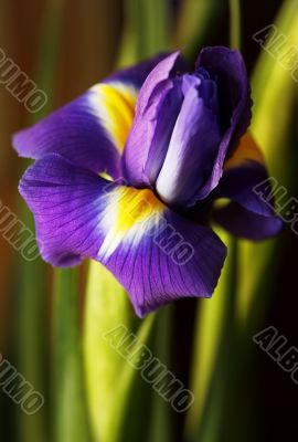 Dutch Iris