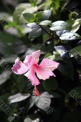Tropical flower - Hibiscus