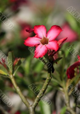 Tropical flower