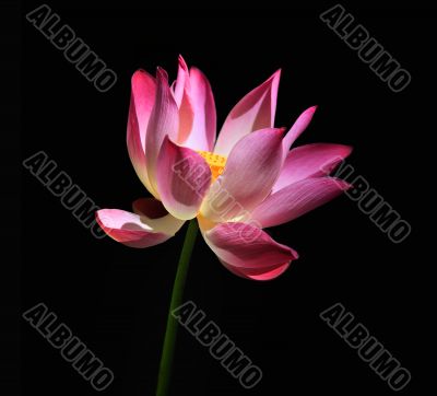 Pink water lilly