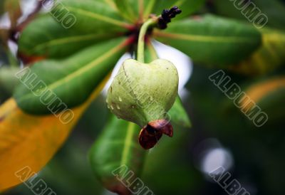 Bud of a tropical flower