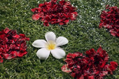 Plumeria