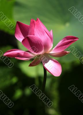 Pink water lilly
