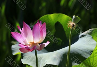 Pink water lilly