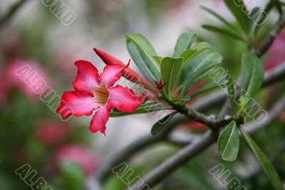 Tropical flower