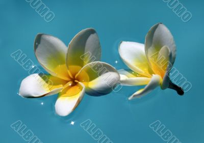 Frangipani flowers