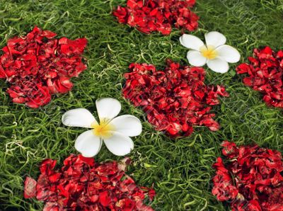Plumeria