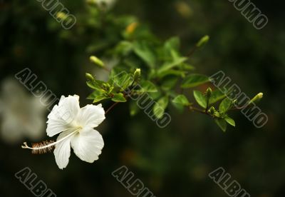 hibiscus
