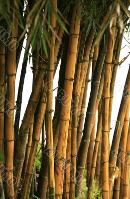 Bamboo trees