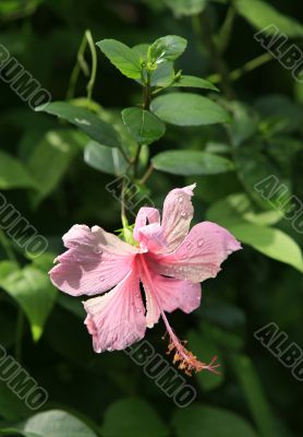 Tropical flower - Hibiscus 