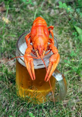 Red crawfish