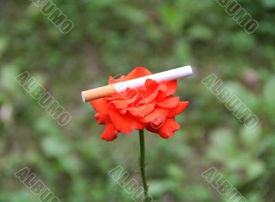 Red rose and cigarette