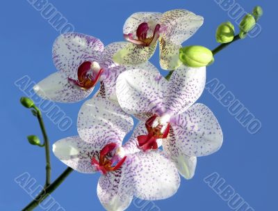 Beautiful orchid