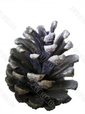 Pine cone isolated on the white background