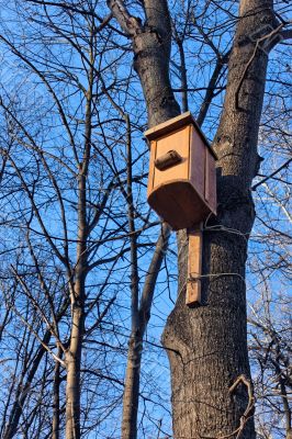 Bird house on the trunk 