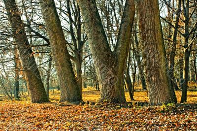 Trunks of large old trees