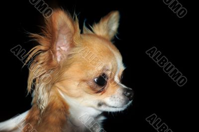 young chihuahua