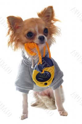 dressed chihuahua
