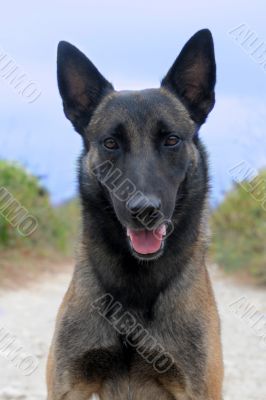 malinois