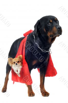 rottweiler holding a chihuahua
