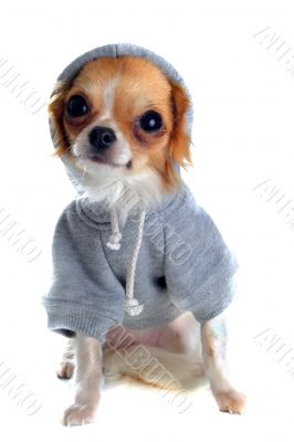 dressed chihuahua