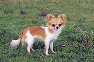 puppy chihuahua