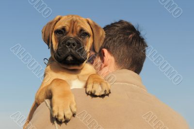 puppy Bull Mastiff