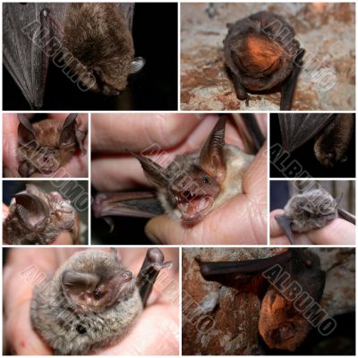  group of bats