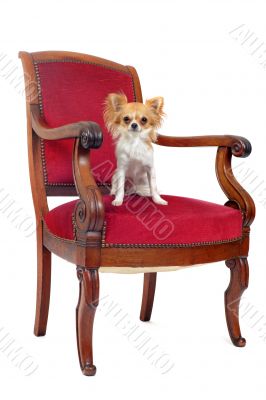 antique chair and chihuahua