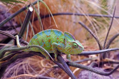 chameleon