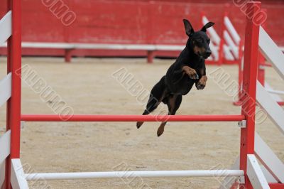 Manchester Terrier in agility
