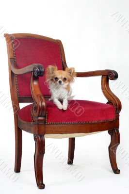 antique chair and chihuahua