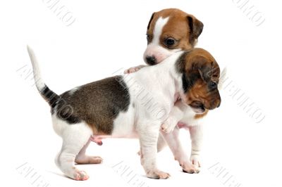 puppies jack russel terrier